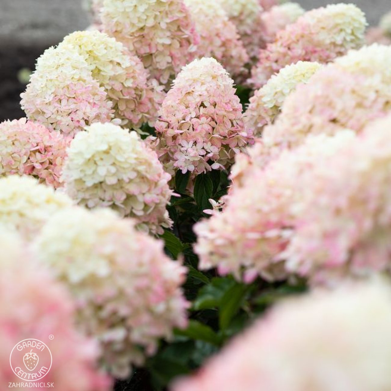 Obrázok Hortenzia metlinatá (Hydrangea paniculata) ‘LIVING RASPBERRY PINK’® by LIVING CREATIONS® - výška 20-30 cm, kont. C1,5L